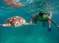 Tulum ruins and swim with turtles in Akumal