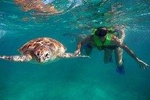 Tulum ruins and swim with turtles in Akumal