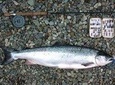 Atlantic Salmon & Sea Trout fishing.Connemara.English/French speaking Ghillie