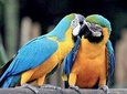 Tambopata Chuncho Macaw Clay Lick 3 Days