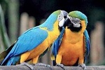 Tambopata Chuncho Macaw Clay Lick 3 Days