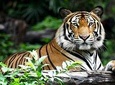 8 Days Delhi Agra Ranthambore Udaipur Jaipur Delhi Tour{Taj Tigers Lakes & more}