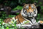 8 Days Delhi Agra Ranthambore Udaipur Jaipur Delhi Tour{Taj Tigers Lakes & more}