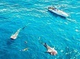 Experience in the Caribbean Sea Swimming with whale Sharks from Riviera Maya