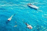 Experience in the Caribbean Sea Swimming with whale Sharks from Riviera Maya