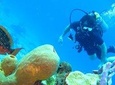 Scuba diving in Rosario Islands 