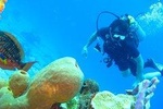 Scuba diving in Rosario Islands 