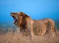 5-Day Ol Pejeta-Lake Nakuru-Masai Mara Private Safari