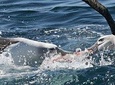 Small-Group Dunedin Wildlife Cruise