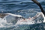 Small-Group Dunedin Wildlife Cruise