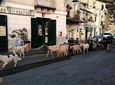 Amalfi Coast tour