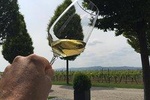 Grape Escape Pfalz "The Tuscany of Germany"- Heidelberg region 
