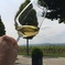 Grape Escape Pfalz "The Tuscany of Germany"- Heidelberg region 