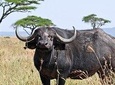10 Days / 9 Nights Private group safari 