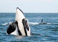Vanvouver to Salt Spring Island, Private Day Tour with Whale Watching