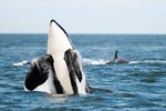 Vanvouver to Salt Spring Island, Private Day Tour with Whale Watching
