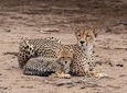 5 Days Tanzania Safari Tour