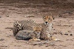 5 Days Tanzania Safari Tour
