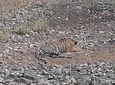 Tiger Photographic Safaris