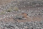 Tiger Photographic Safaris