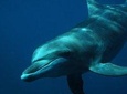 Swimming with Free Wild Dolphins in Puerto Vallarta