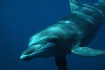 Swimming with Free Wild Dolphins in Puerto Vallarta