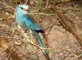 12 Days Tour :Birdwatching in Senegal