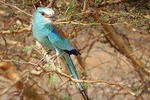 12 Days Tour :Birdwatching in Senegal