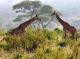 2 Days Tanzania Safari