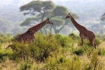 2 Days Tanzania Safari