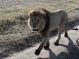 Ngorongoro crater in a day