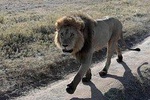 Ngorongoro crater in a day