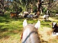 Safari Horse Riding Tour