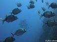 Snorkeling in the Marine Protected Area of Capo Carbonara