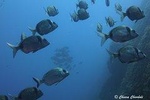 Snorkeling in the Marine Protected Area of Capo Carbonara