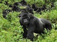 4 Day Gorilla Tracking Uganda