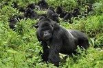 4 Day Gorilla Tracking Uganda