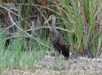 Crooked Tree Bird Watching