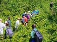 1 Day Group Tour, Mt Bisoke Hike on 28 March 2020