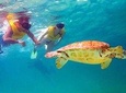 Cancun Best Deal 3x1: Snorkeling, Zip Lines & Rappel