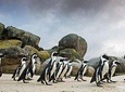 Table Mountain Ticket-Wine-Penguins & Cape of Good Hope Small Group Tour