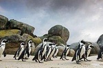 Table Mountain Ticket-Wine-Penguins & Cape of Good Hope Small Group Tour