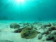 Riviera Maya Ultimate Adventure ATV's Snorkeling & Zip Lines 