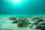 Riviera Maya Ultimate Adventure ATV's Snorkeling & Zip Lines 