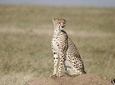 3 Days safari in Masai Mara Budget or Luxury Tour Package