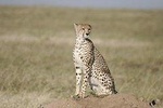 3 Days safari in Masai Mara Budget or Luxury Tour Package