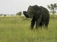 3 days safari to Mikumi national park