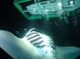 Manta Mania - Manta Ray Night Snorkel - Small-Group Experience In Kona, Hawaii