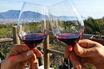 Wine Tasting - Tour and Tasting in Vesuvius Winemaker