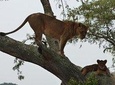 3 days Queen Elizabeth National Park Uganda Safari